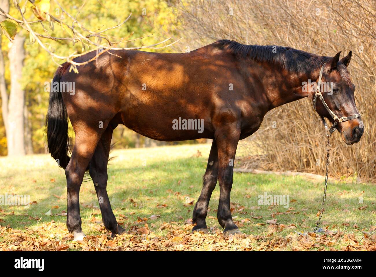 Beautiful brown horse in pasture Stock Photo - Alamy