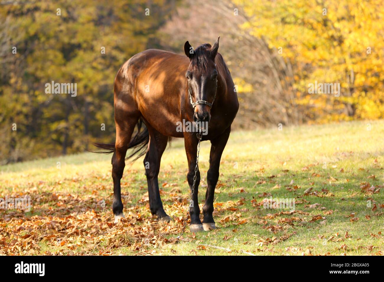 Beautiful brown horse in pasture Stock Photo - Alamy