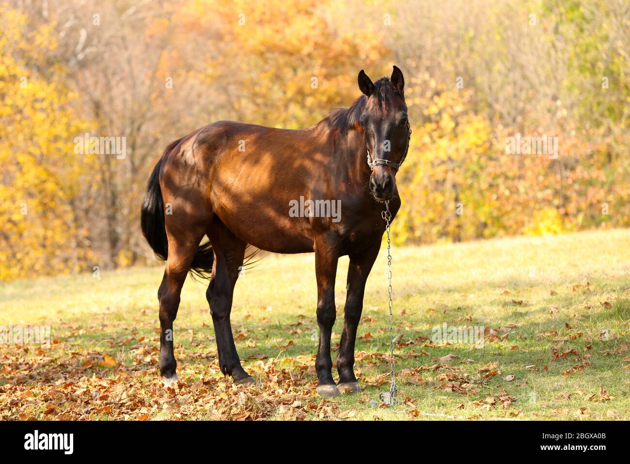 Beautiful brown horse in pasture Stock Photo - Alamy