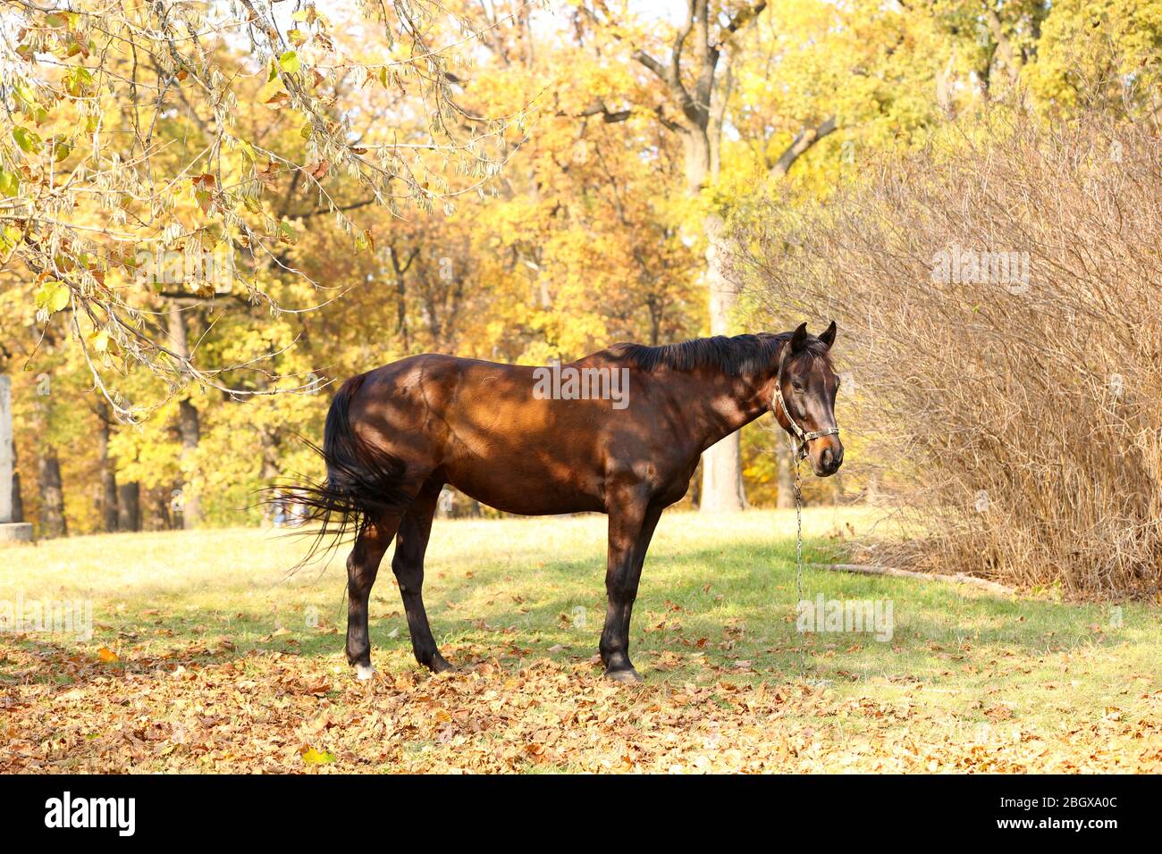 Beautiful brown horse in pasture Stock Photo - Alamy
