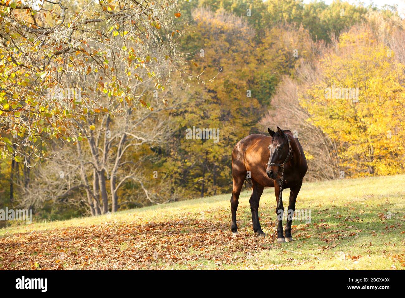 Beautiful brown horse in pasture Stock Photo - Alamy