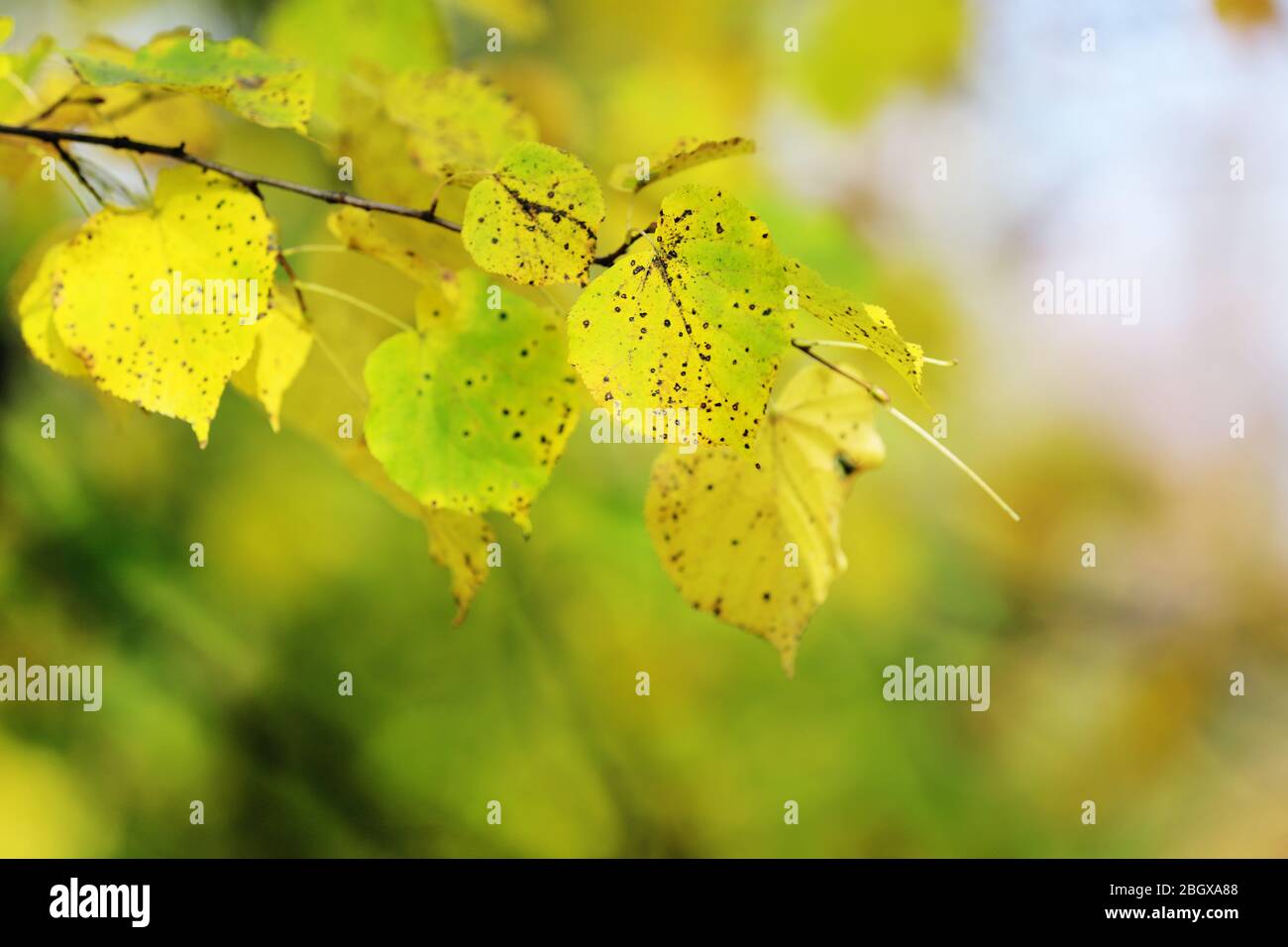 Beautiful autumn trees Stock Photo - Alamy