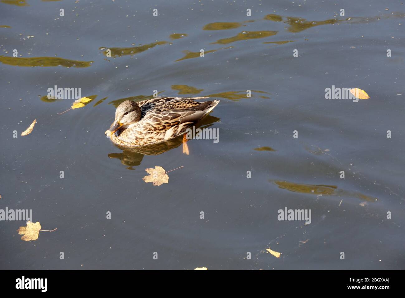 Duck swimming in water Stock Photo Alamy