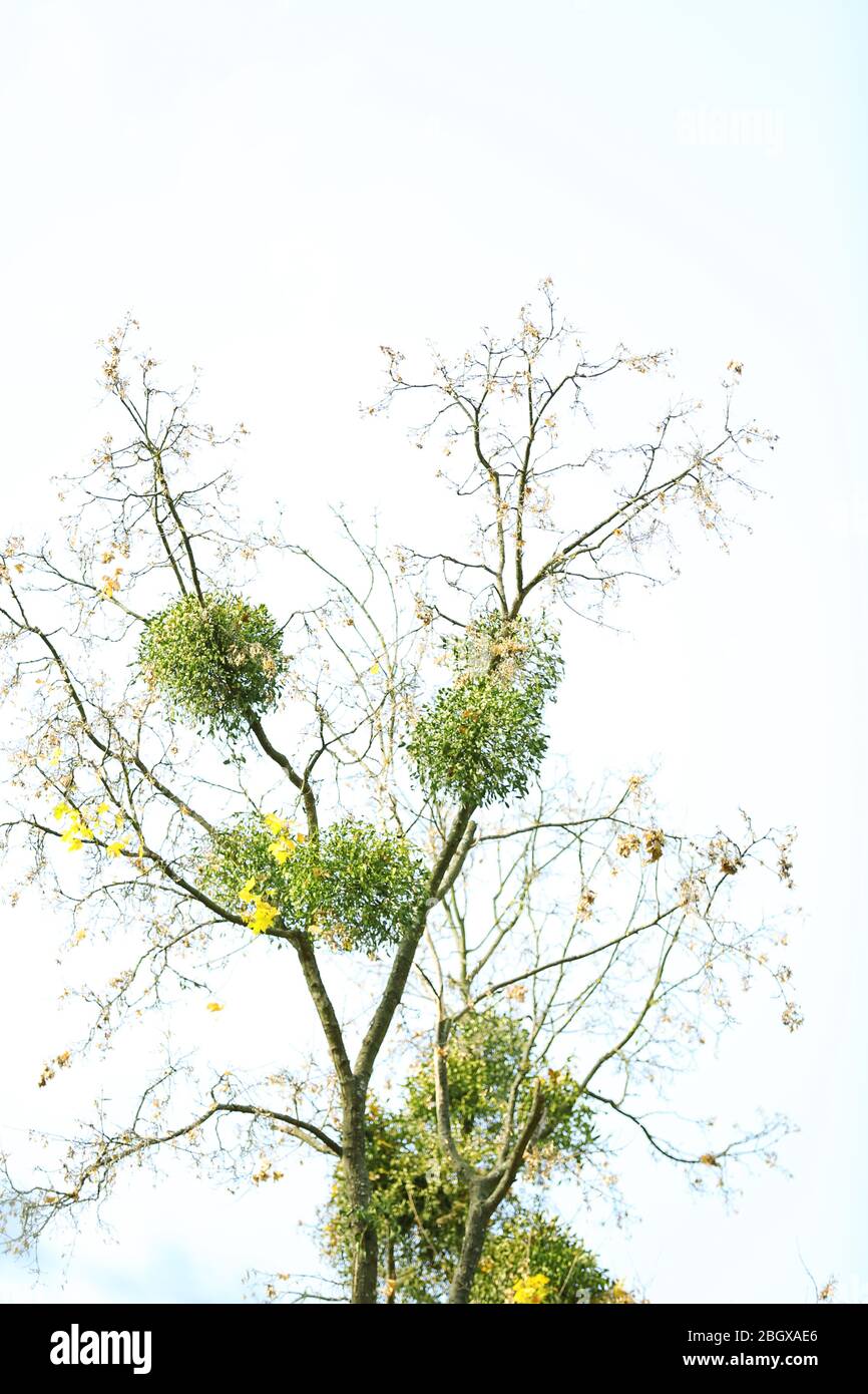 Autumn tree on sky background Stock Photo - Alamy