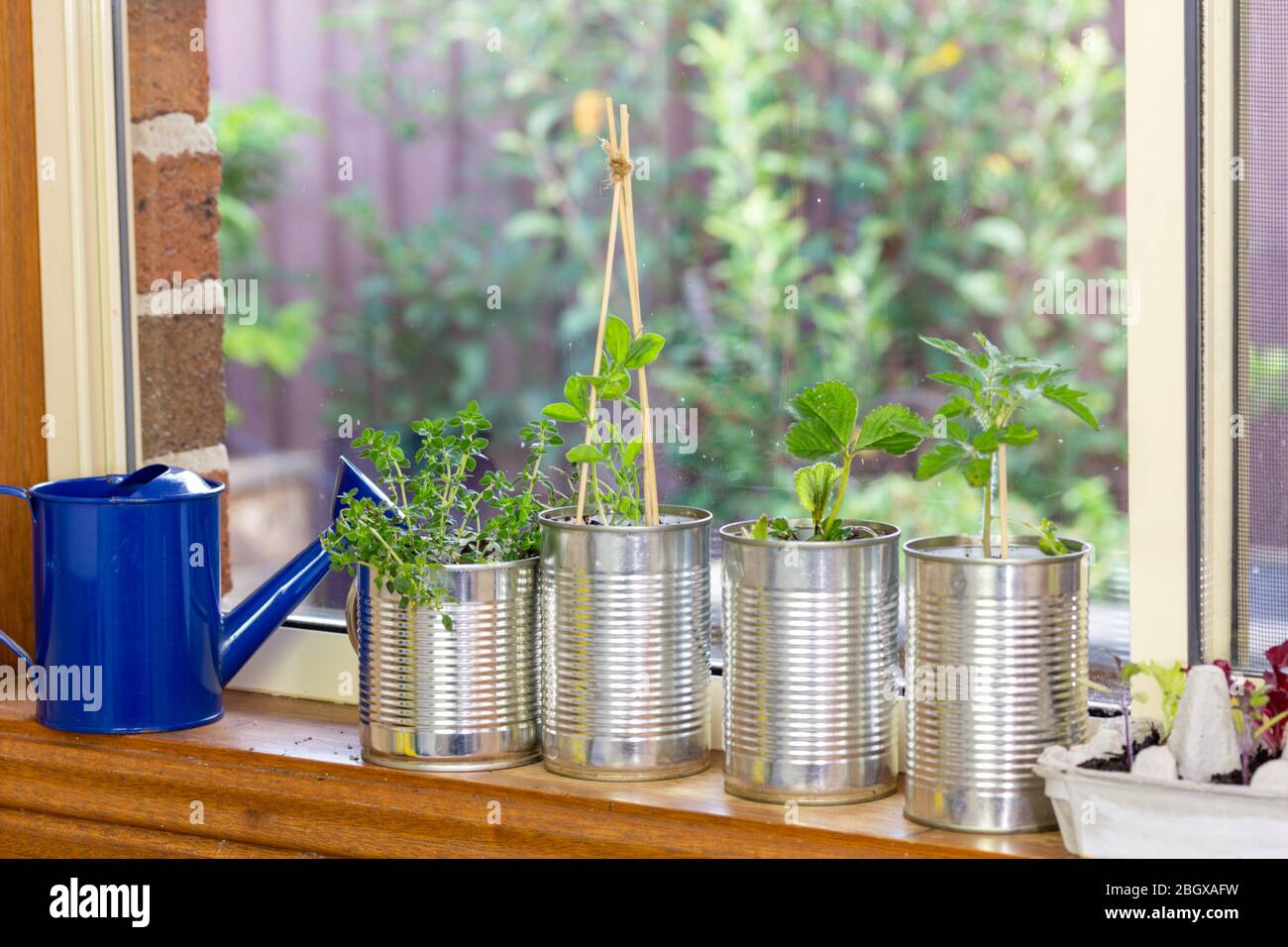 vegetable seedlings growing in reuse tin cans and egg box on window ledge, garden behind. Self sufficiency at home, save money and recycle Stock Photo