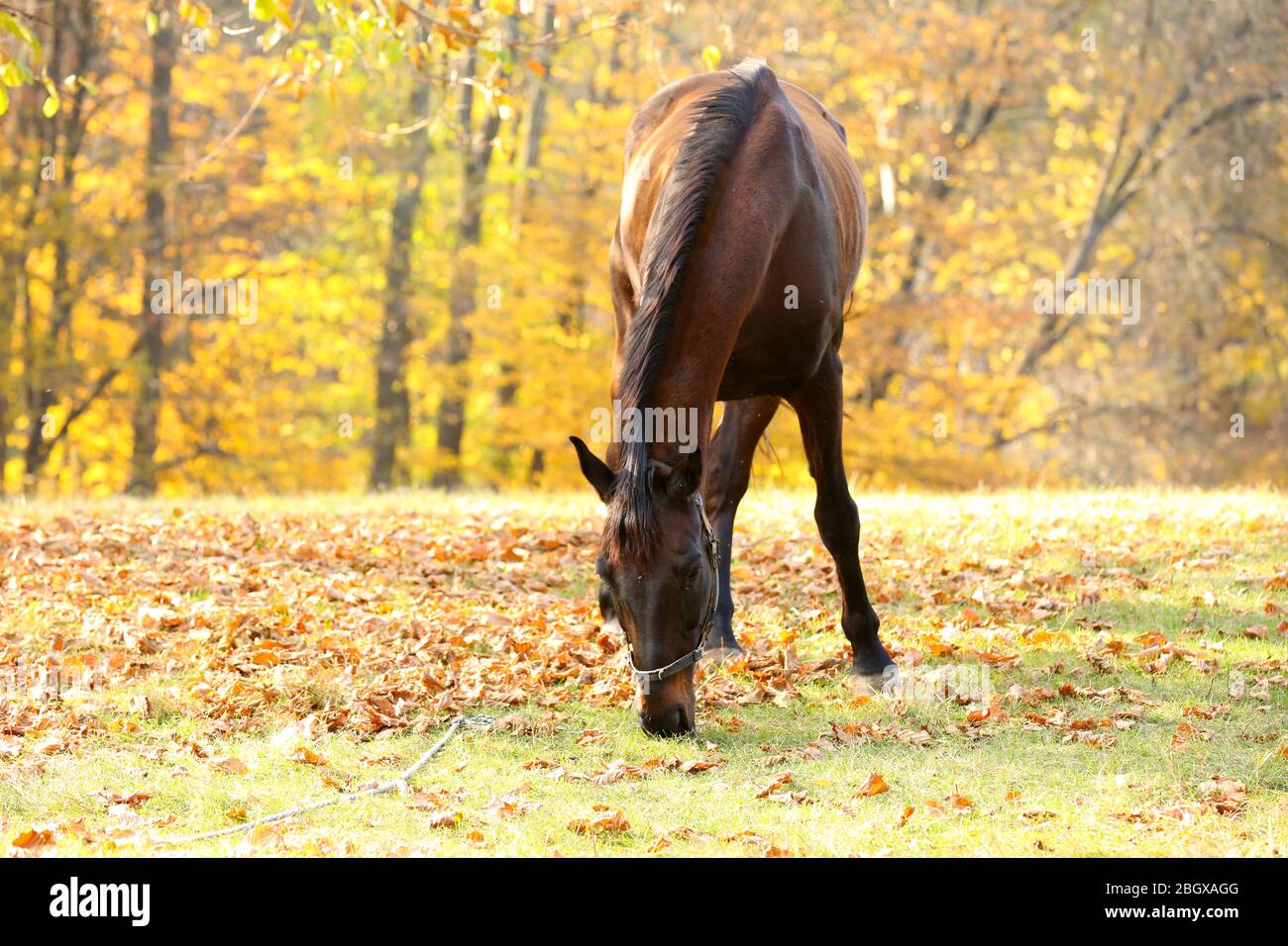 Beautiful brown horse in pasture Stock Photo - Alamy