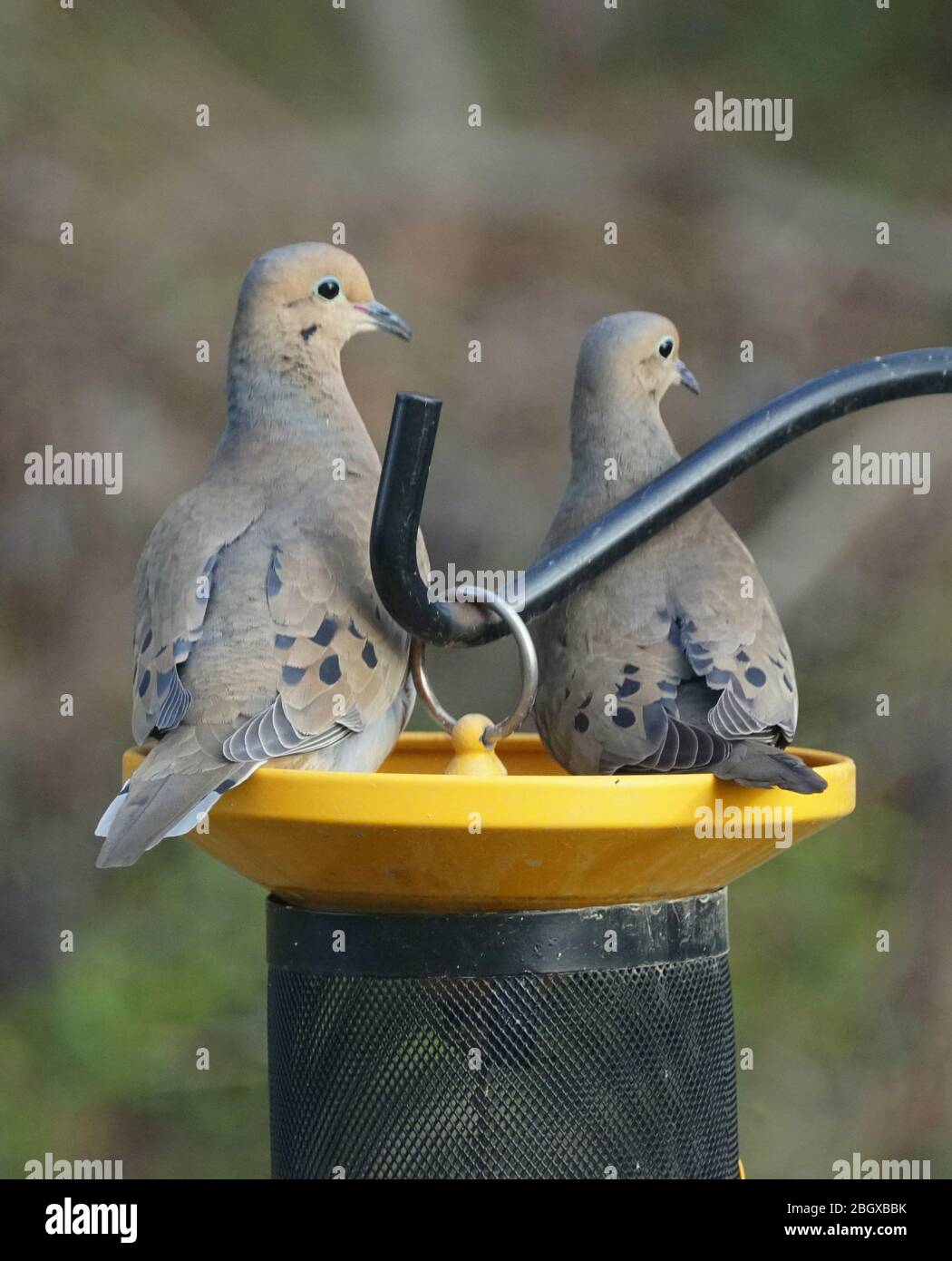 Two American mourning doves eating seeds on the bird feeder Stock Photo Alamy