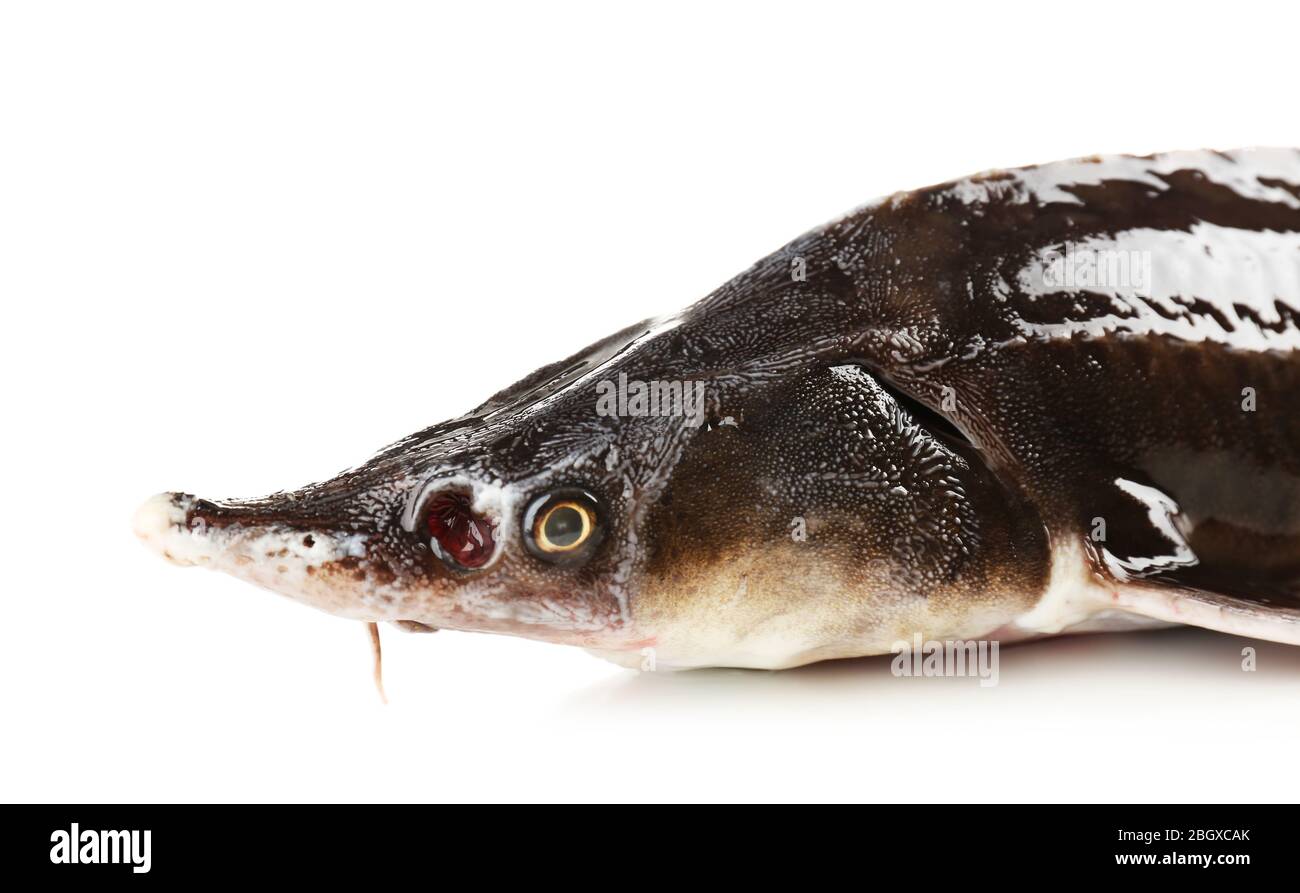 Fresh sterlet fish isolated on white Stock Photo - Alamy
