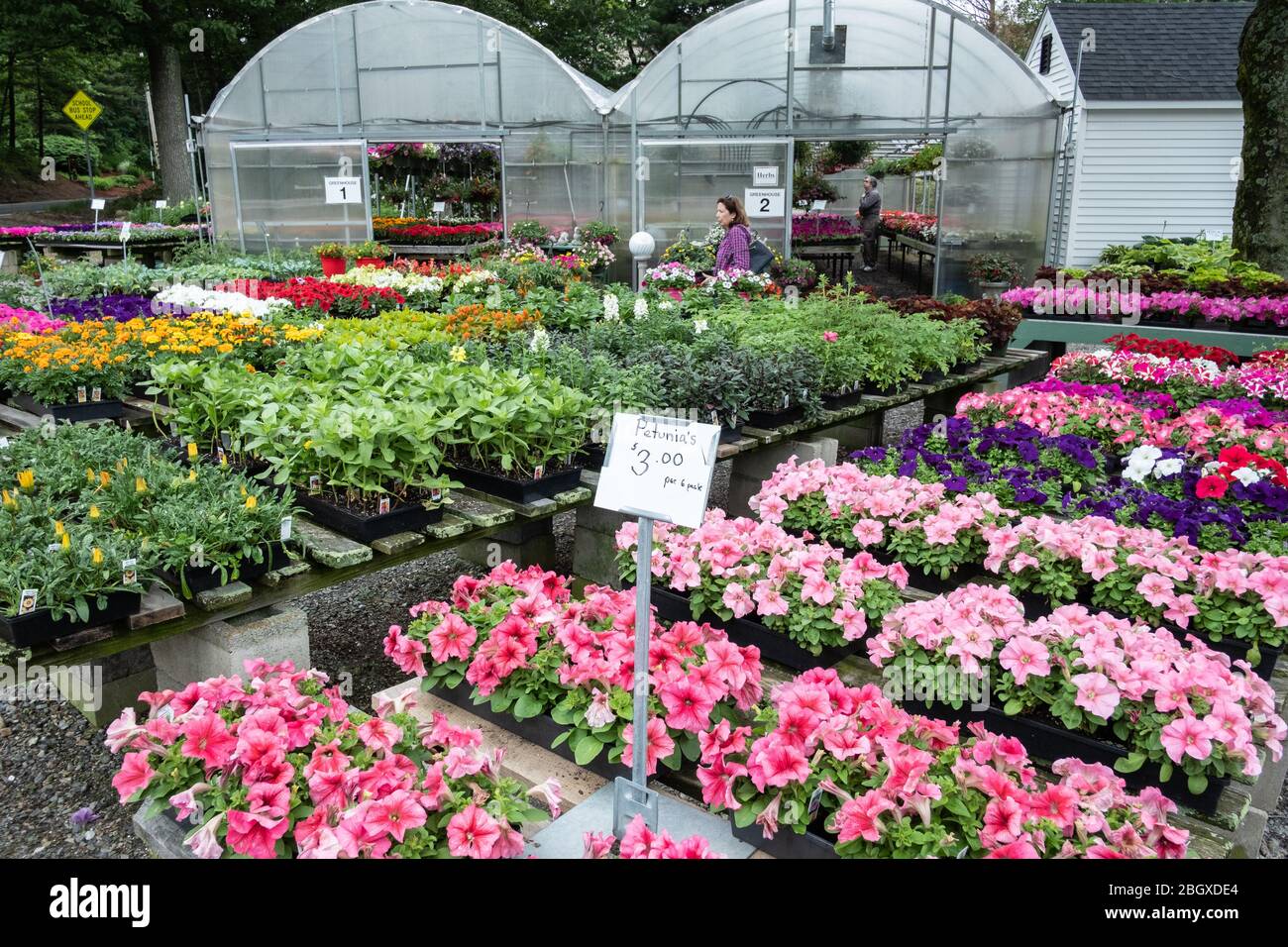 A greenhouse with a large variety of cultivated plants Stock Photo
