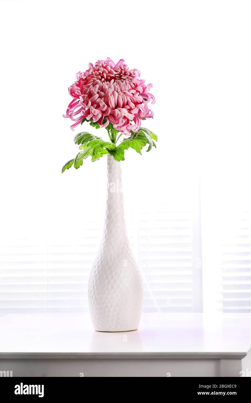 Beautiful flower in vase with light from window Stock Photo Alamy