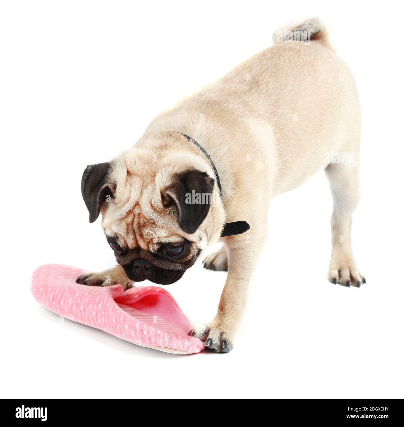 Funny, cute and playful pug dog with slipper isolated on white Stock Photo