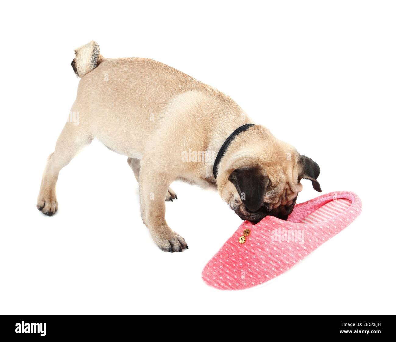 Funny, cute and playful pug dog with slipper isolated on white Stock Photo