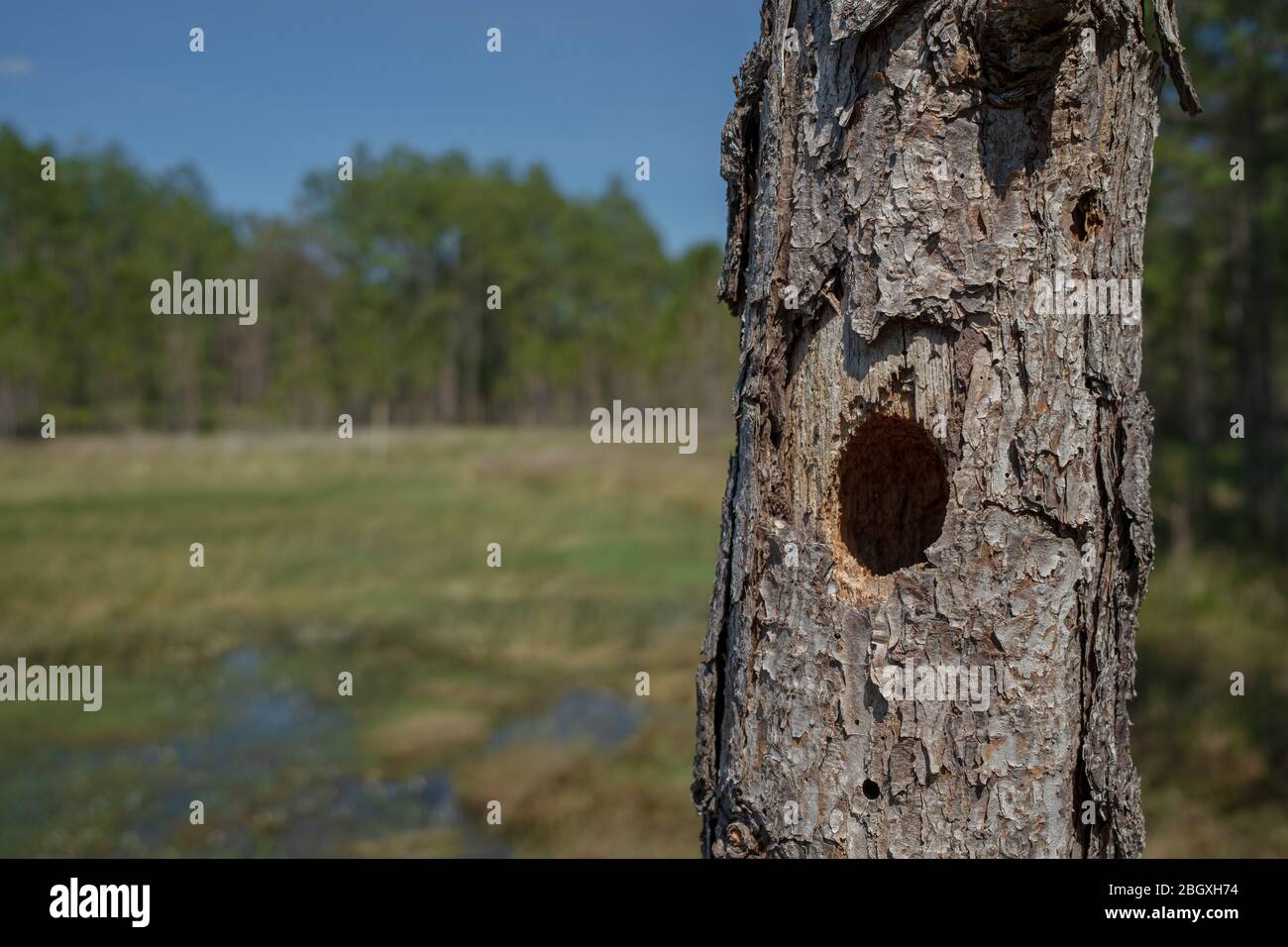 woodpecker hole in pine tree snag. Near wetland in forested area. Stock Photo