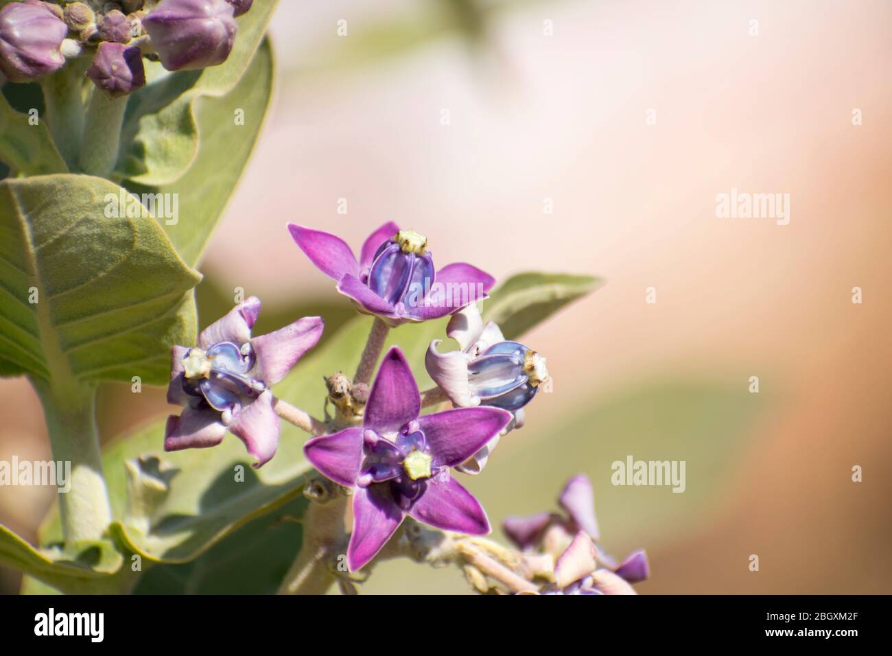 Calotropis gigantea (crown flower)  Violet aak aakao flower Fruit Leaf Plant Stock Photo