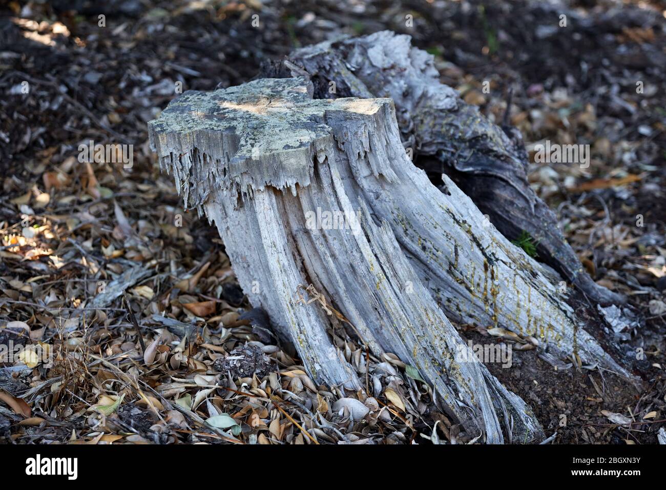 Photograph: An old wooden log stump with nice textures and grooves ...