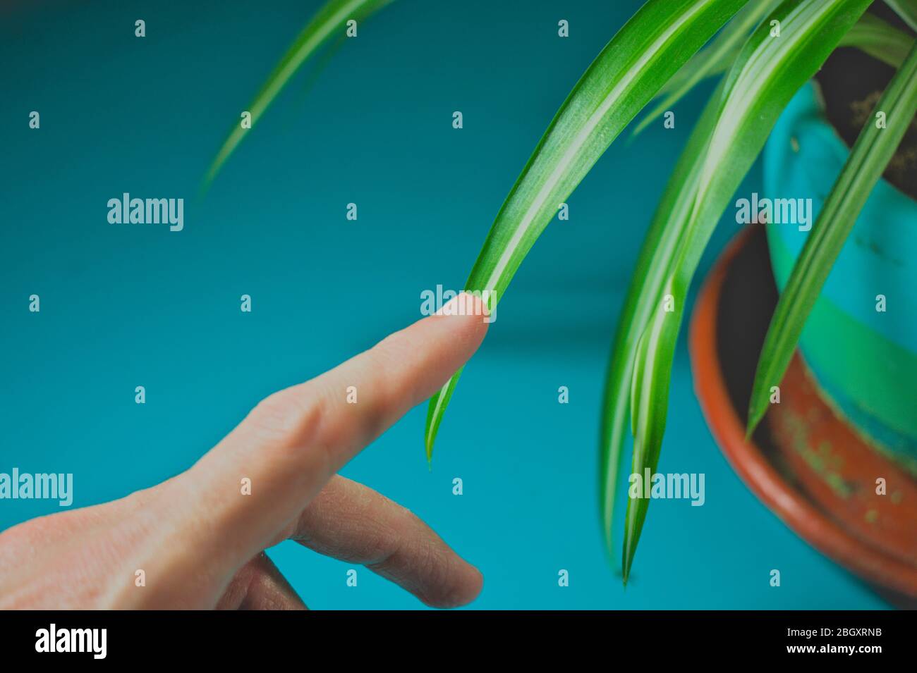 Purifying herb hi-res stock photography and images - Alamy