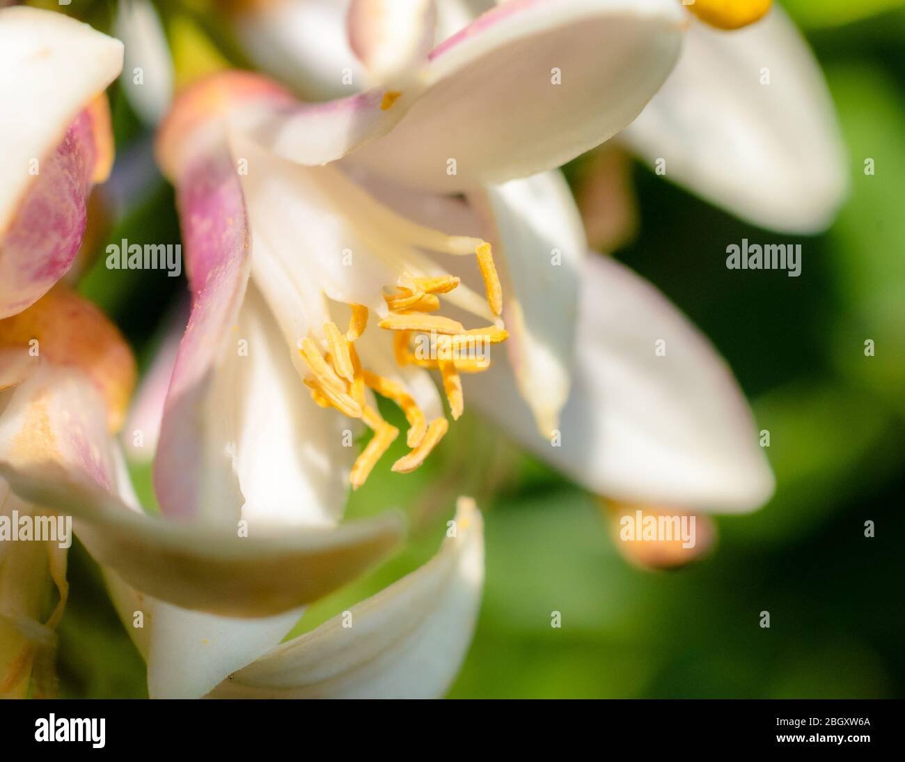 Nature Image Lemon Tree Blooms Stock Photo Alamy