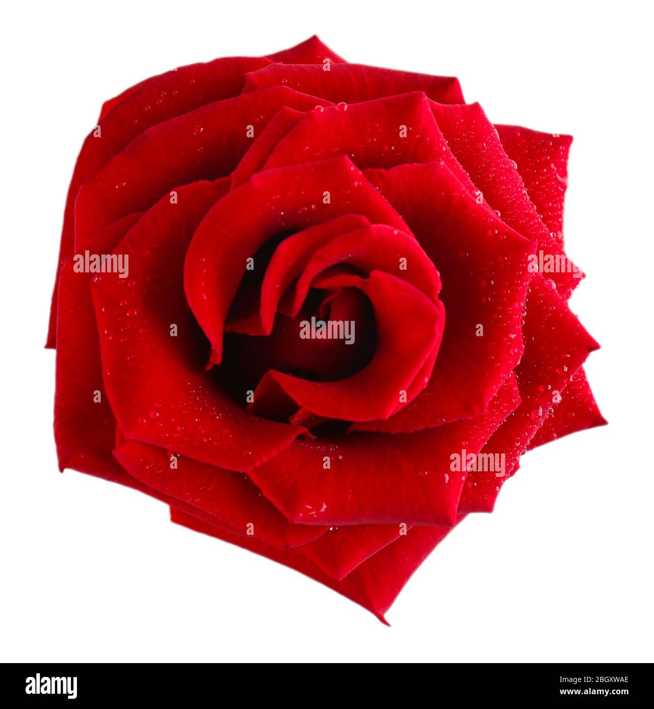 Beautiful red rose isolated on white Stock Photo - Alamy
