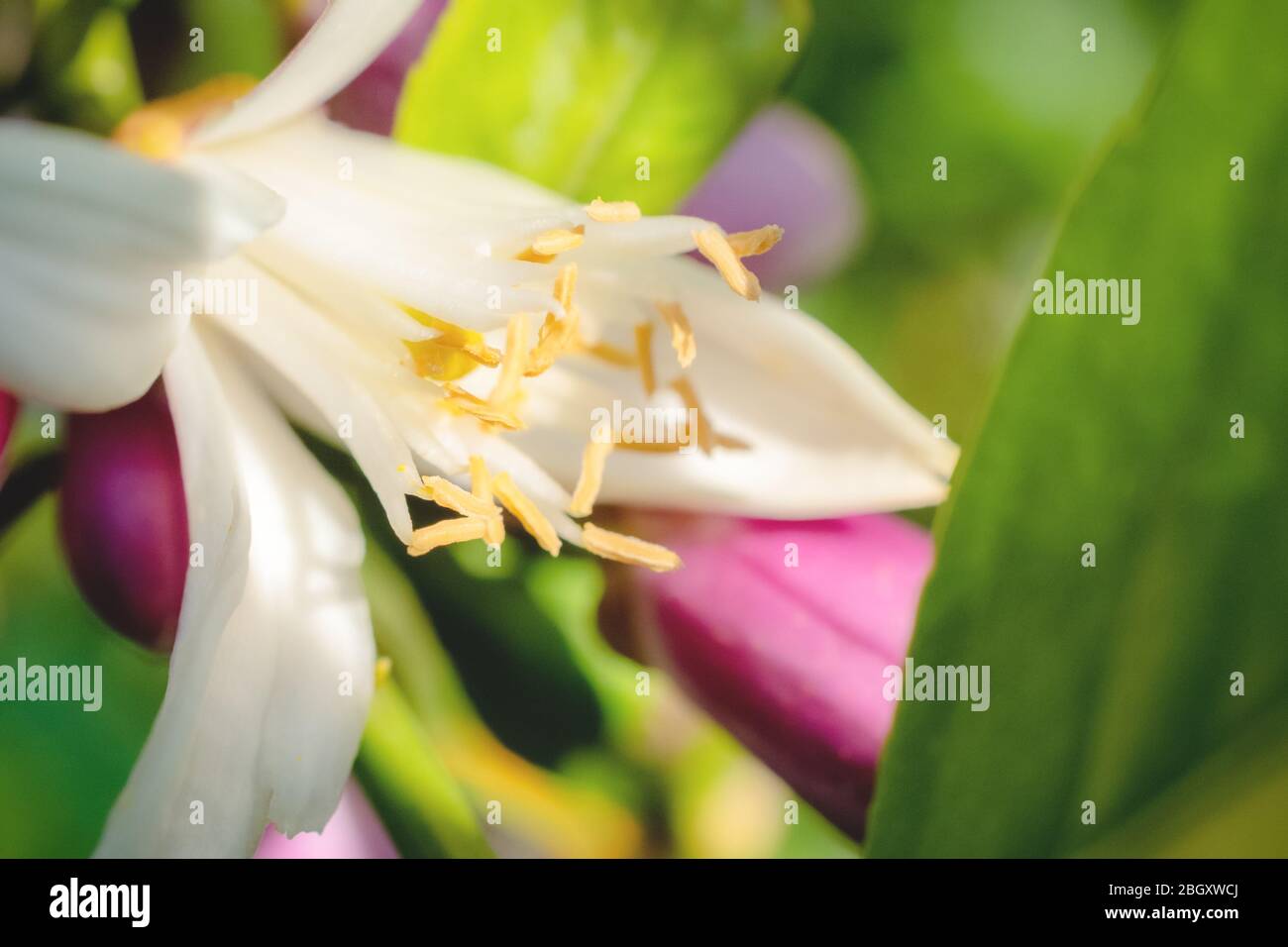 Nature Image Lemon Tree Blooms Stock Photo - Alamy