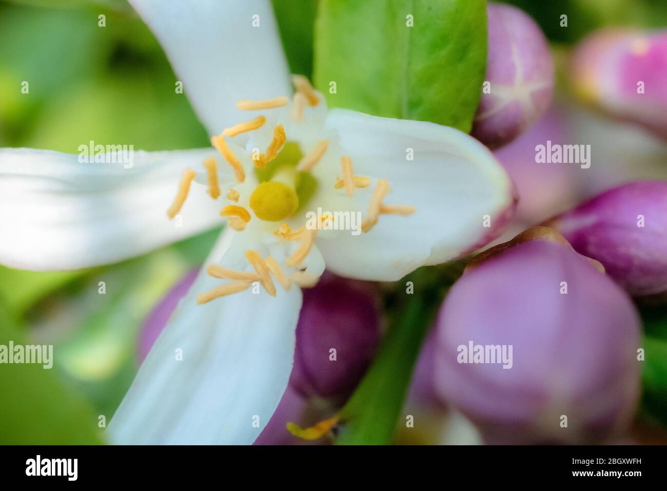 Nature Image Lemon Tree Blooms Stock Photo Alamy