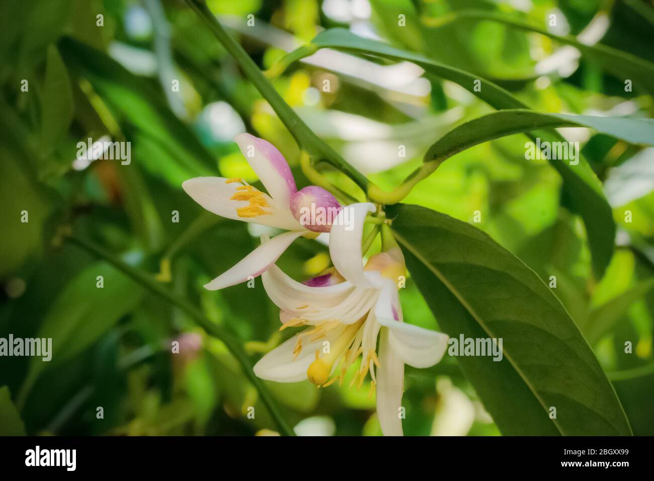 Nature Image Lemon Tree Blooms Stock Photo