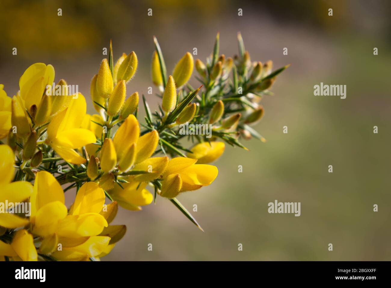 Bright yellow gorse flowers and thorns, close up ulex Stock Photo Alamy