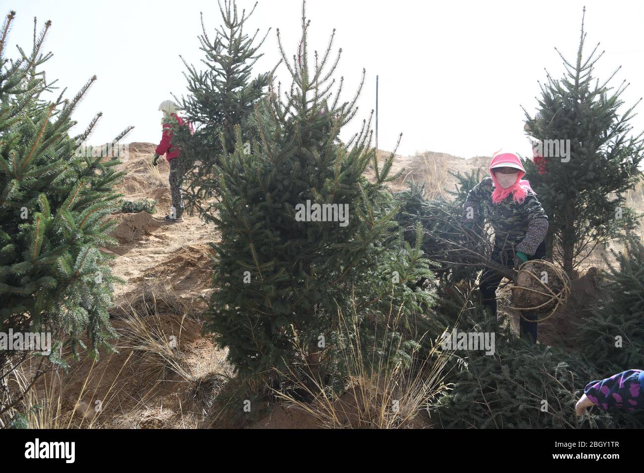 Sunan, China. 22nd Apr, 2020. People are planting tree on a wasteland in Qilian mountain in Sunan, Gansu, China on 22th April, 2020.(Photo by TPG/cnsphotos) Credit: TopPhoto/Alamy Live News Stock Photo