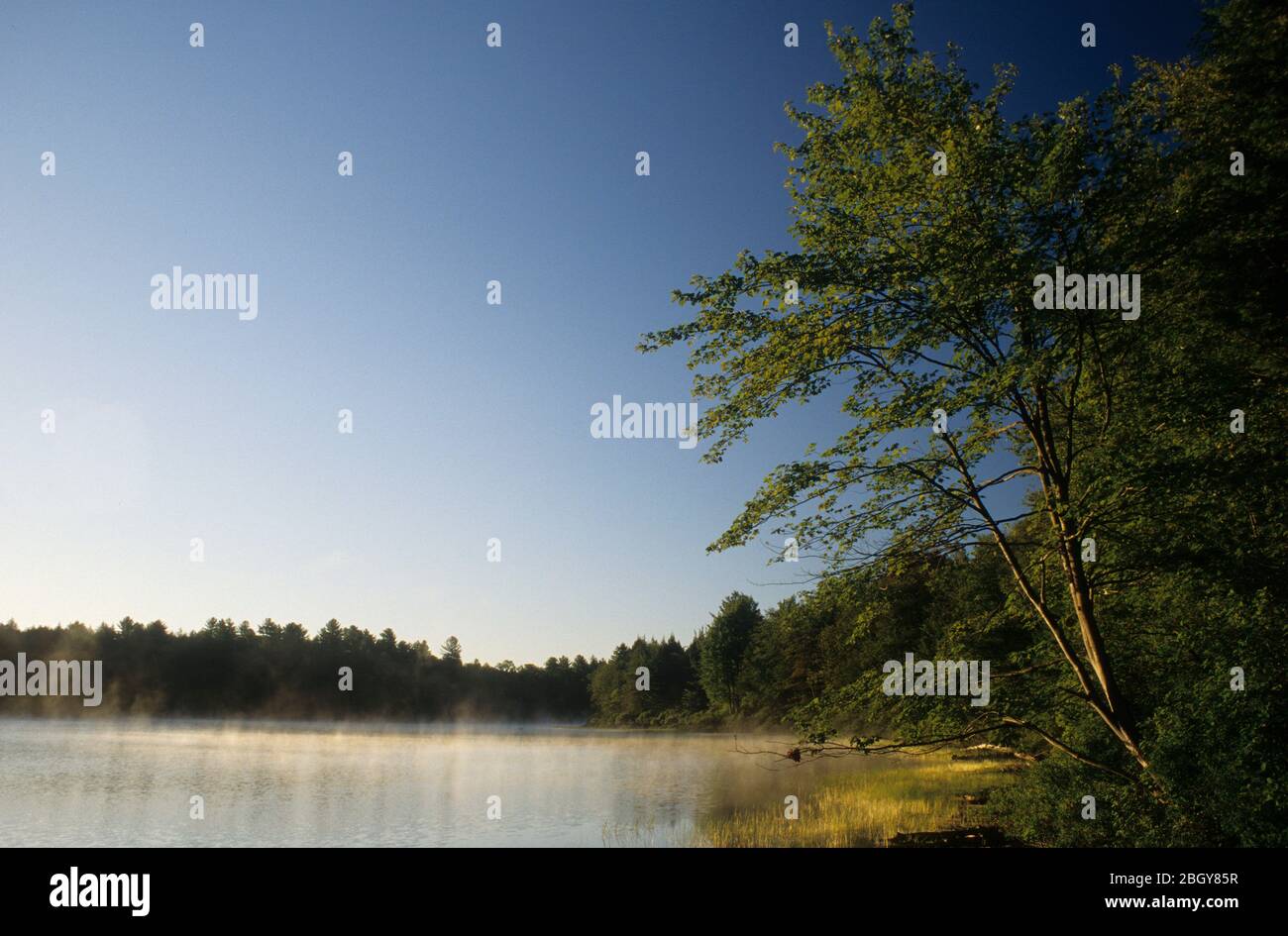 Lake, Wilcox Lake Wild Forest, Adirondack Park, New York Stock