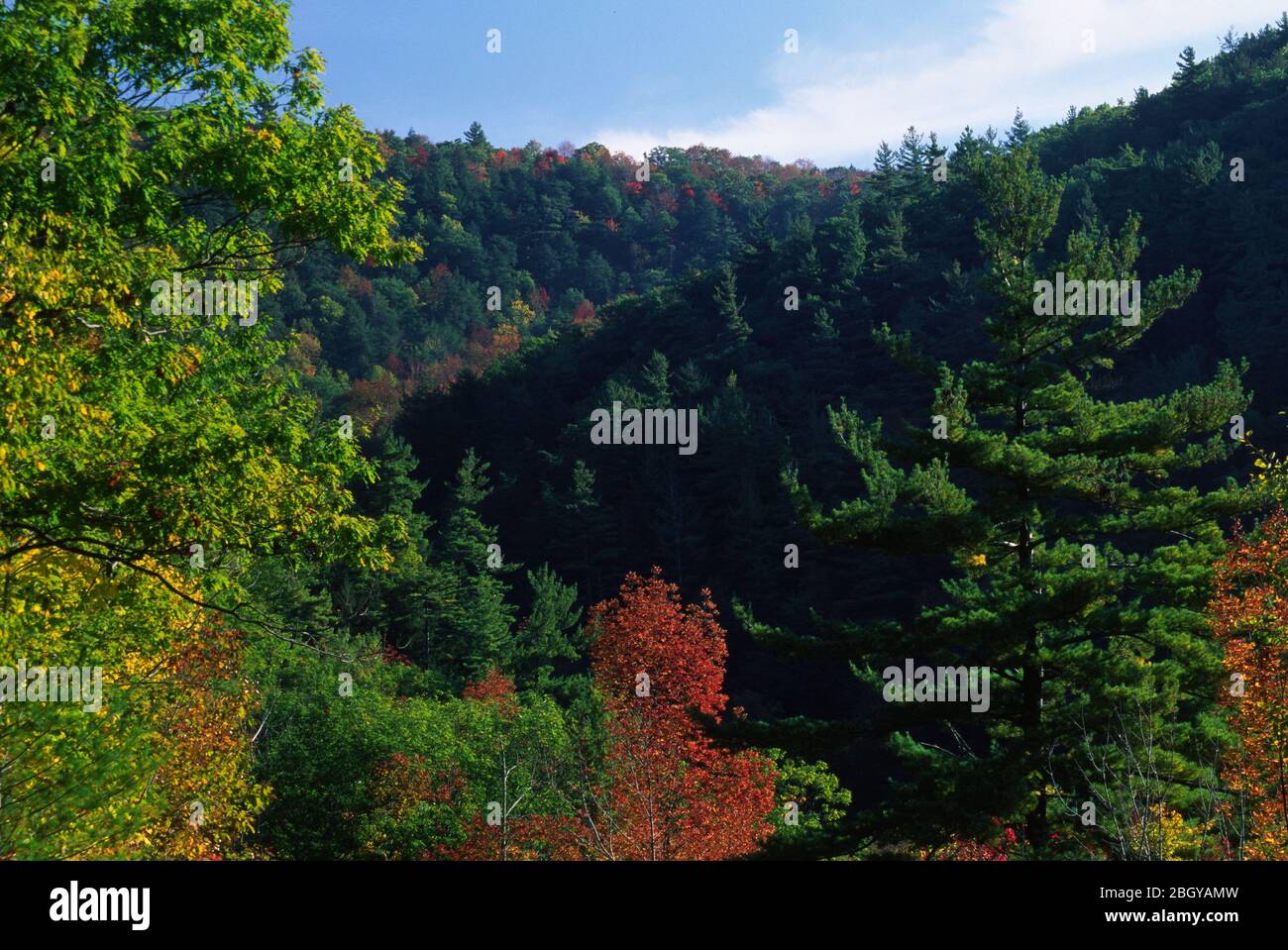 Forest, Catskill Park, New York Stock Photo Alamy