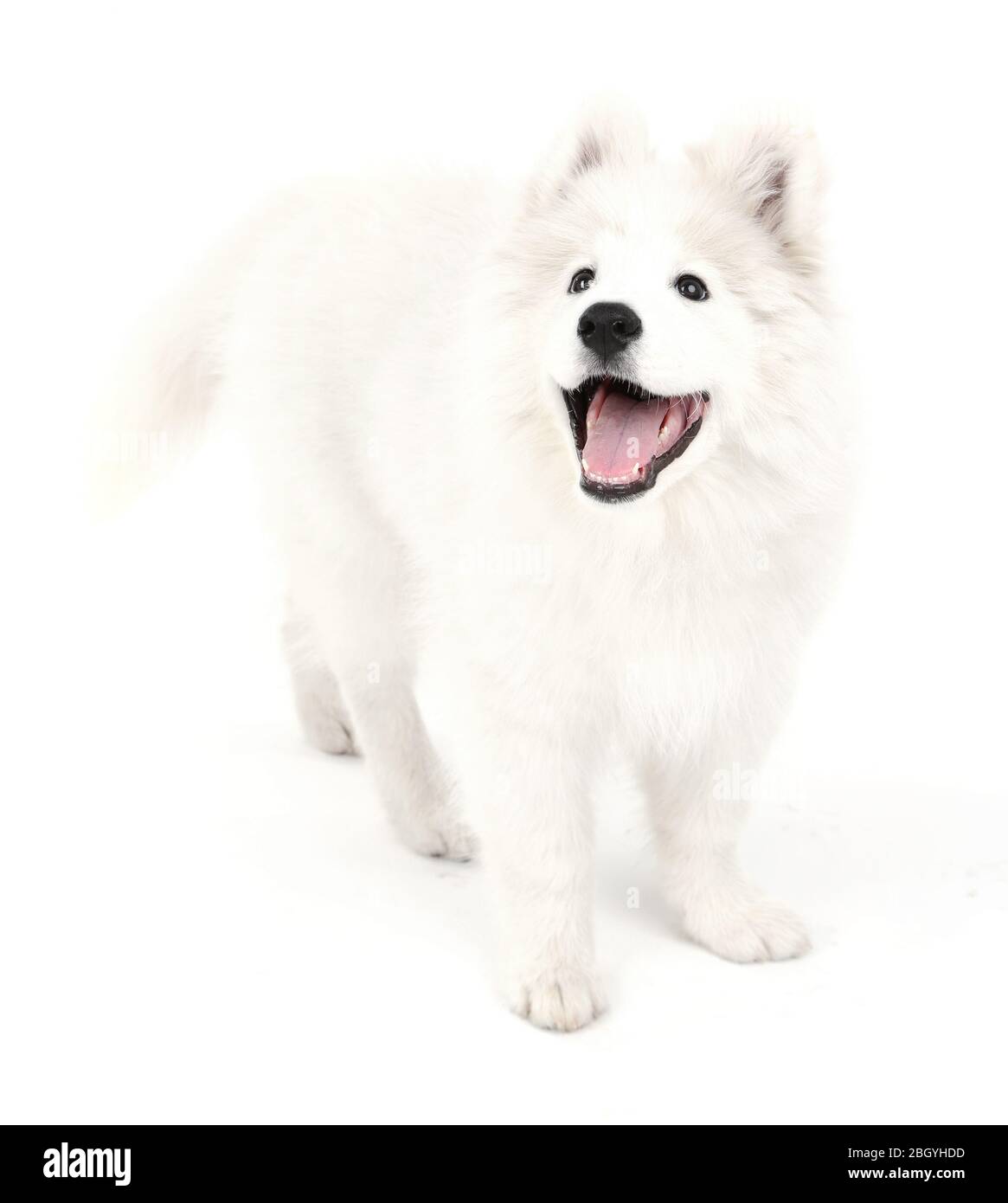 Friendly Samoyed dog isolated on white Stock Photo Alamy