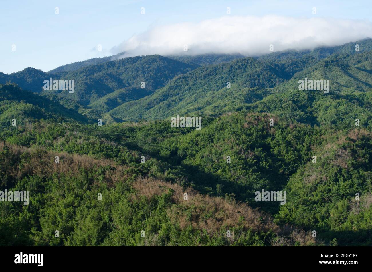 forest and blue sky is background and have plantiful Stock Photo - Alamy