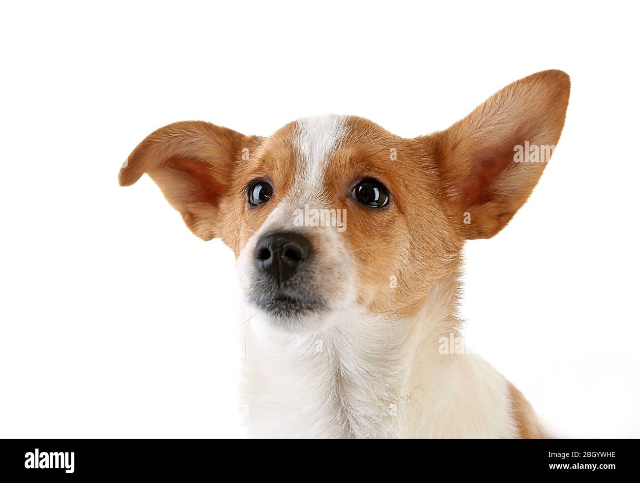 Cute dog isolated on white background Stock Photo - Alamy