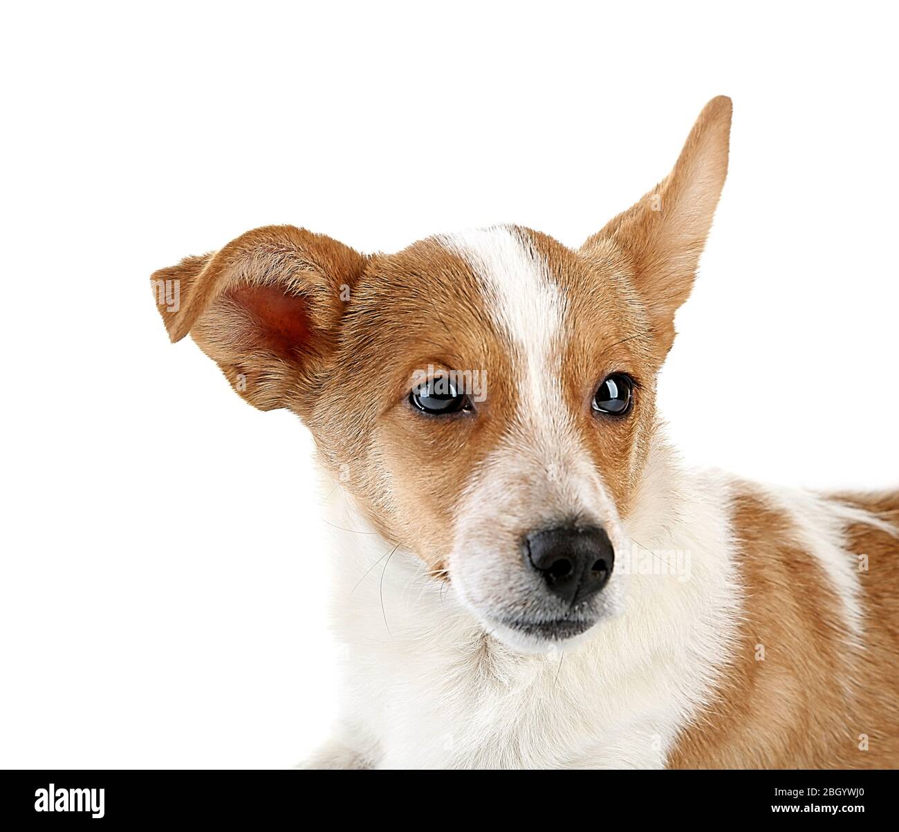 Cute dog isolated on white background Stock Photo - Alamy