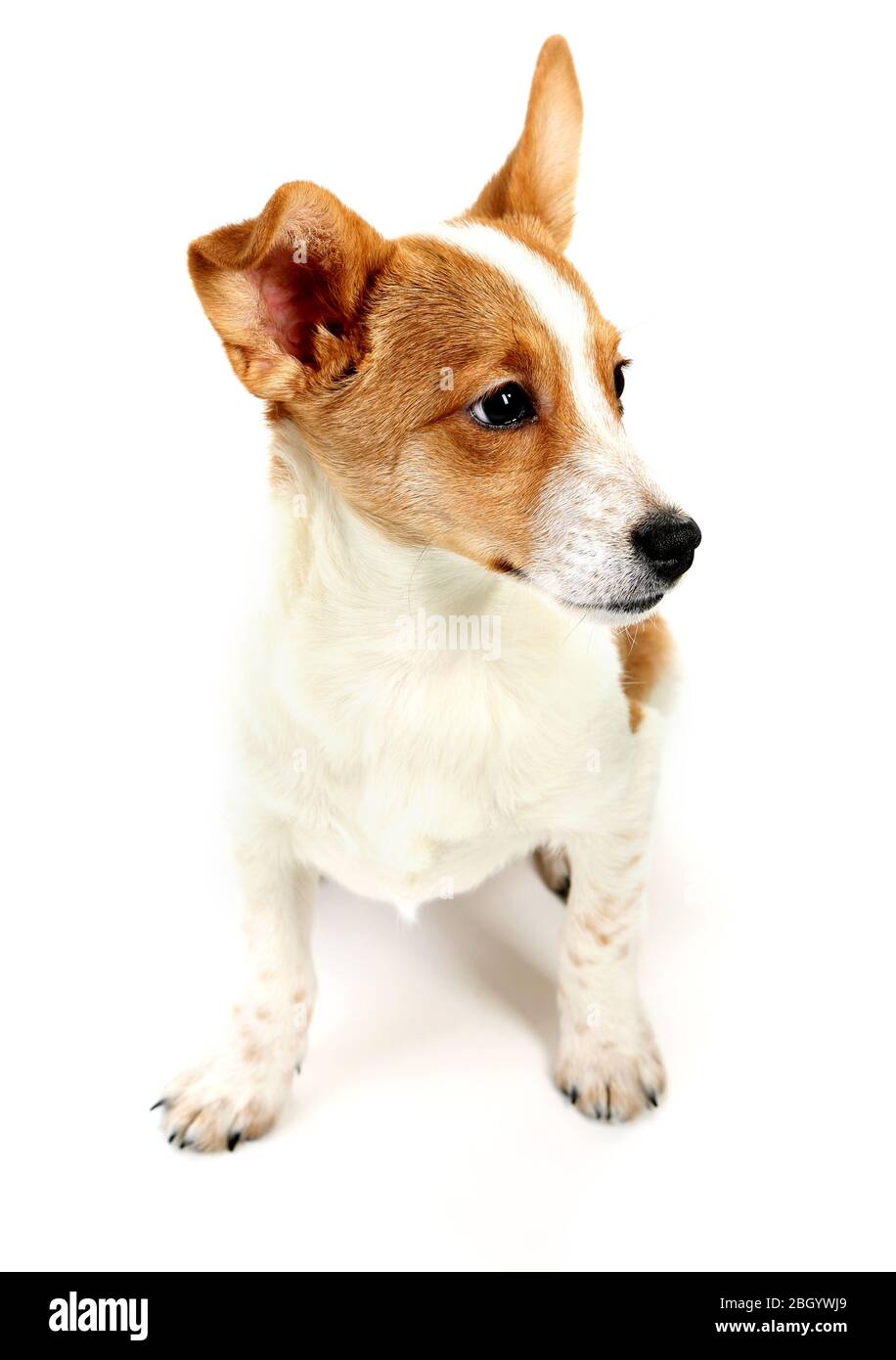 Cute dog isolated on white background Stock Photo - Alamy