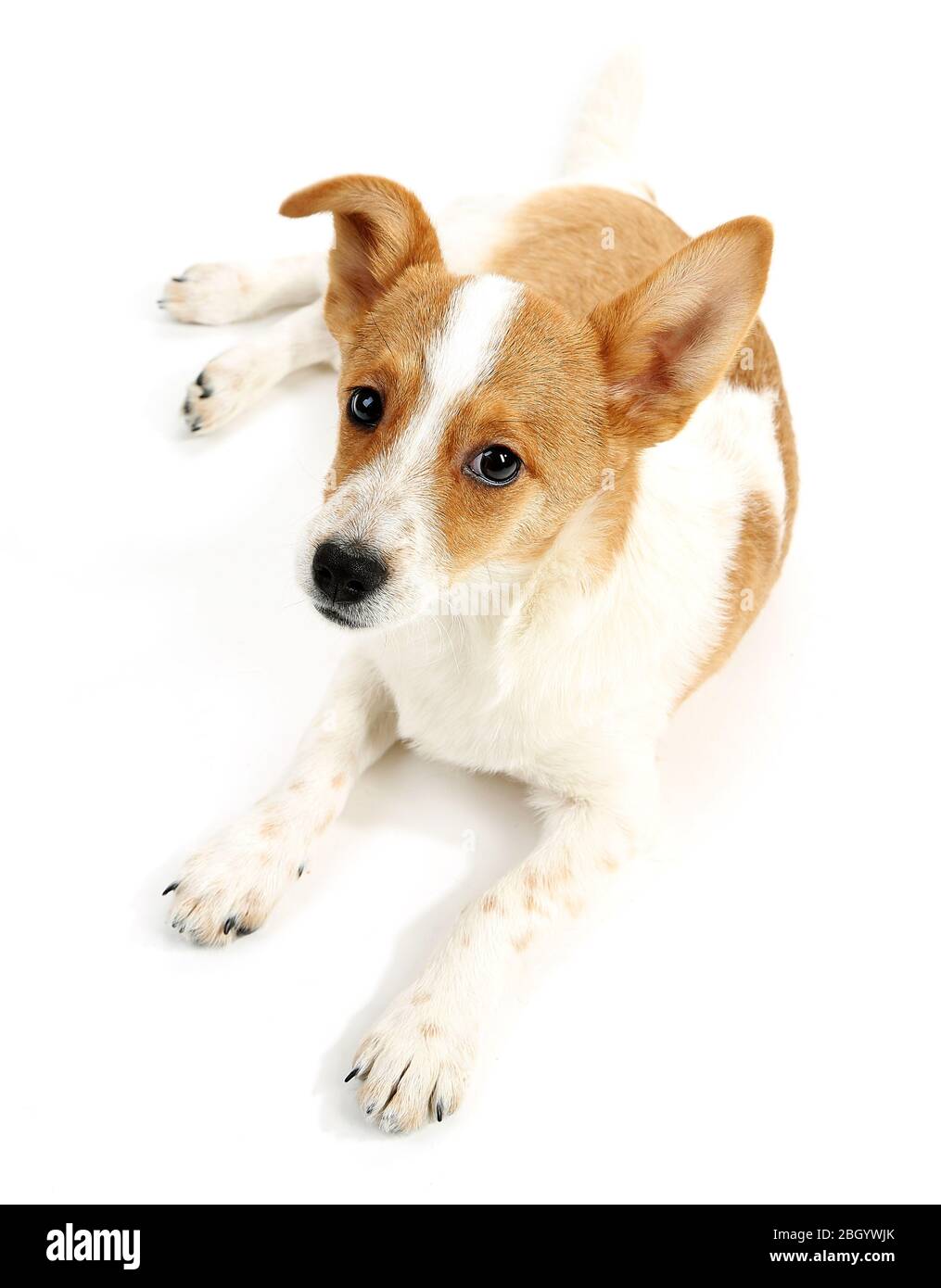 Cute dog isolated on white background Stock Photo - Alamy