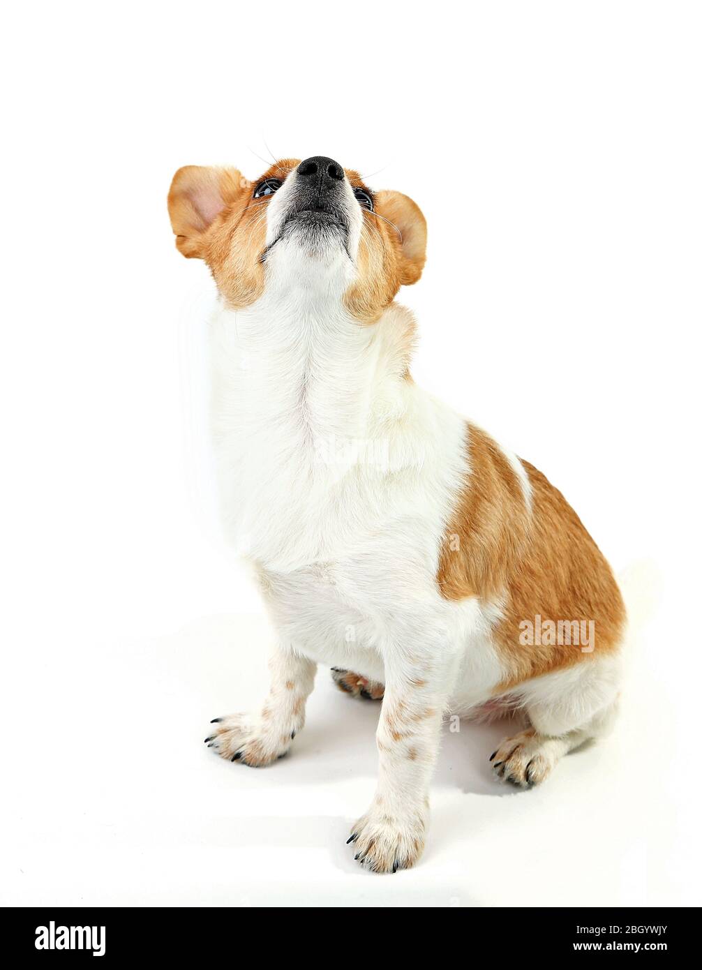 Cute dog isolated on white background Stock Photo - Alamy