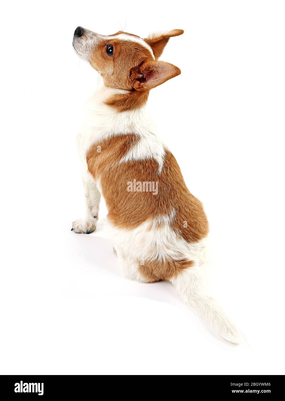 Cute dog isolated on white background Stock Photo - Alamy