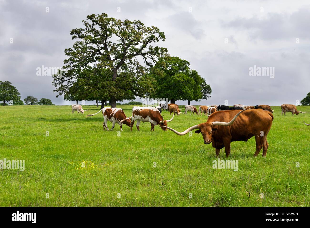 Long curved horns hi-res stock photography and images - Alamy