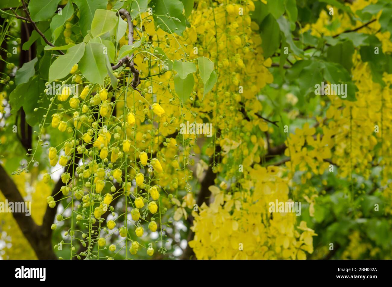 Cassia fistula is plant of thailand and its flower is Thailand's national flower. Stock Photo