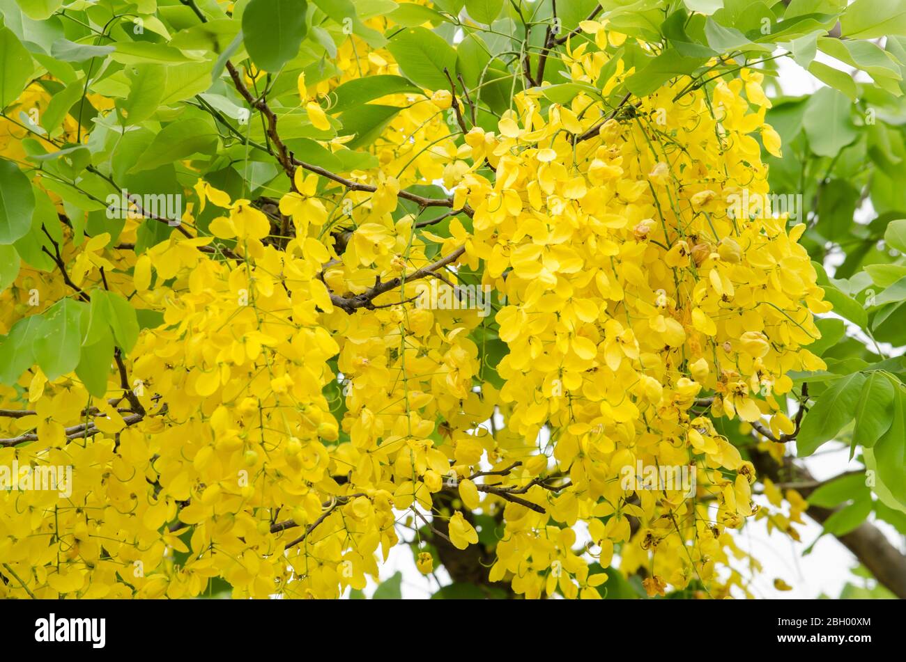 Thailand Kophuket Com Phuket Info Flowers Thailand Phuket