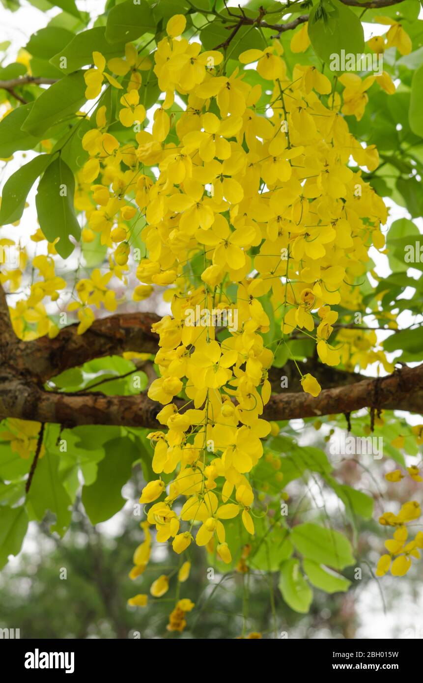 Cassia Fistula Is Plant Of Thailand And Its Flower Is Thailand S National Flower Stock Photo Alamy
