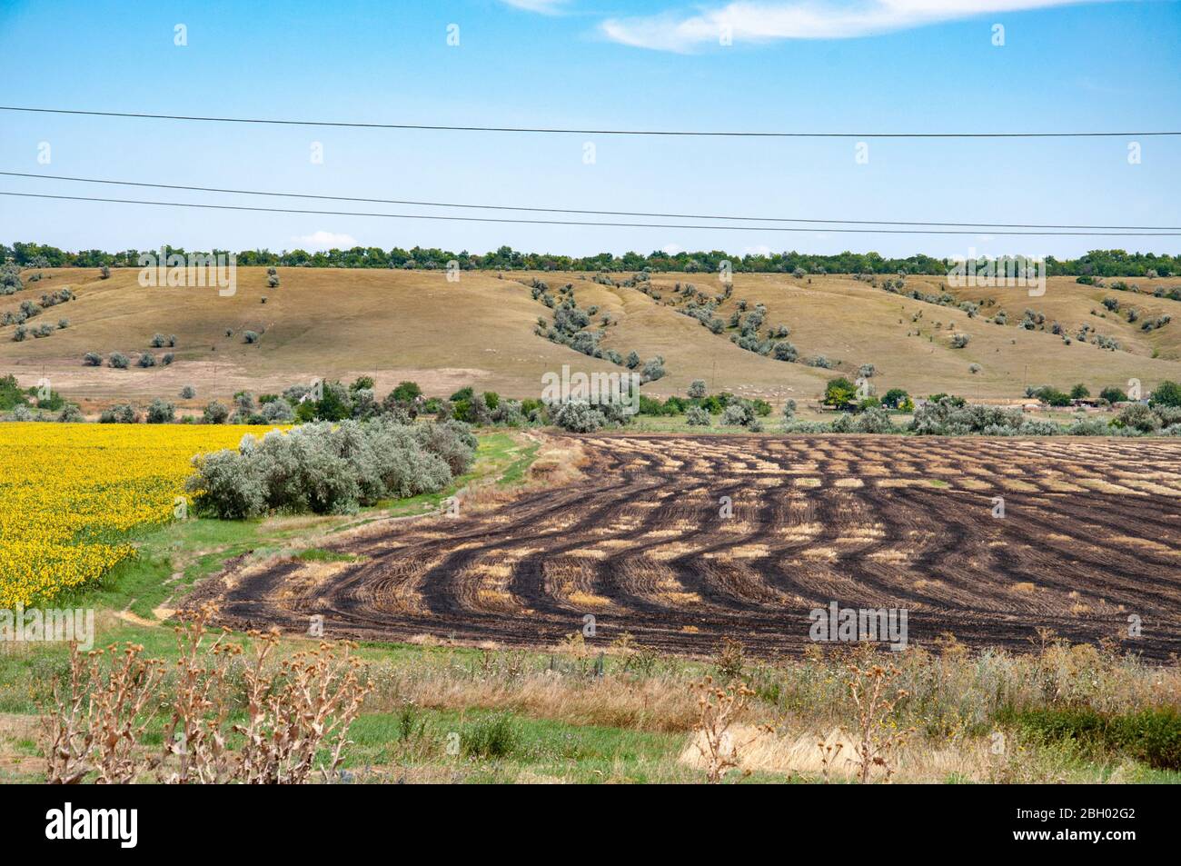 Agricultural fields with rows and stripes of brown soil and defocused dried burdock bushes on foreground. Landscape with textures of farmland in summe Stock Photo