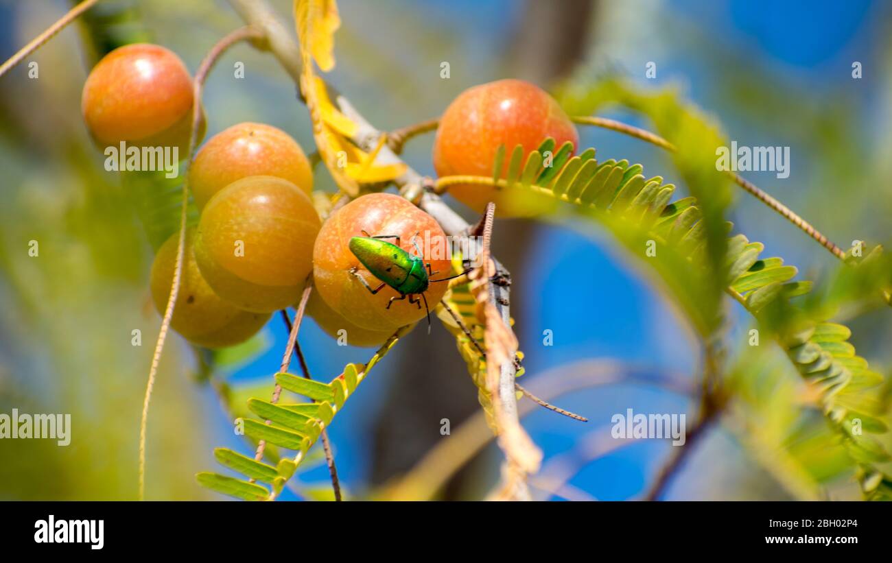 Amla ; Indian Gooseberry; Latin name Emblica officinalis Loca; Herbal Medicinal Fruit ; India rry, Amla, Amlaki Latin name Stock Photo