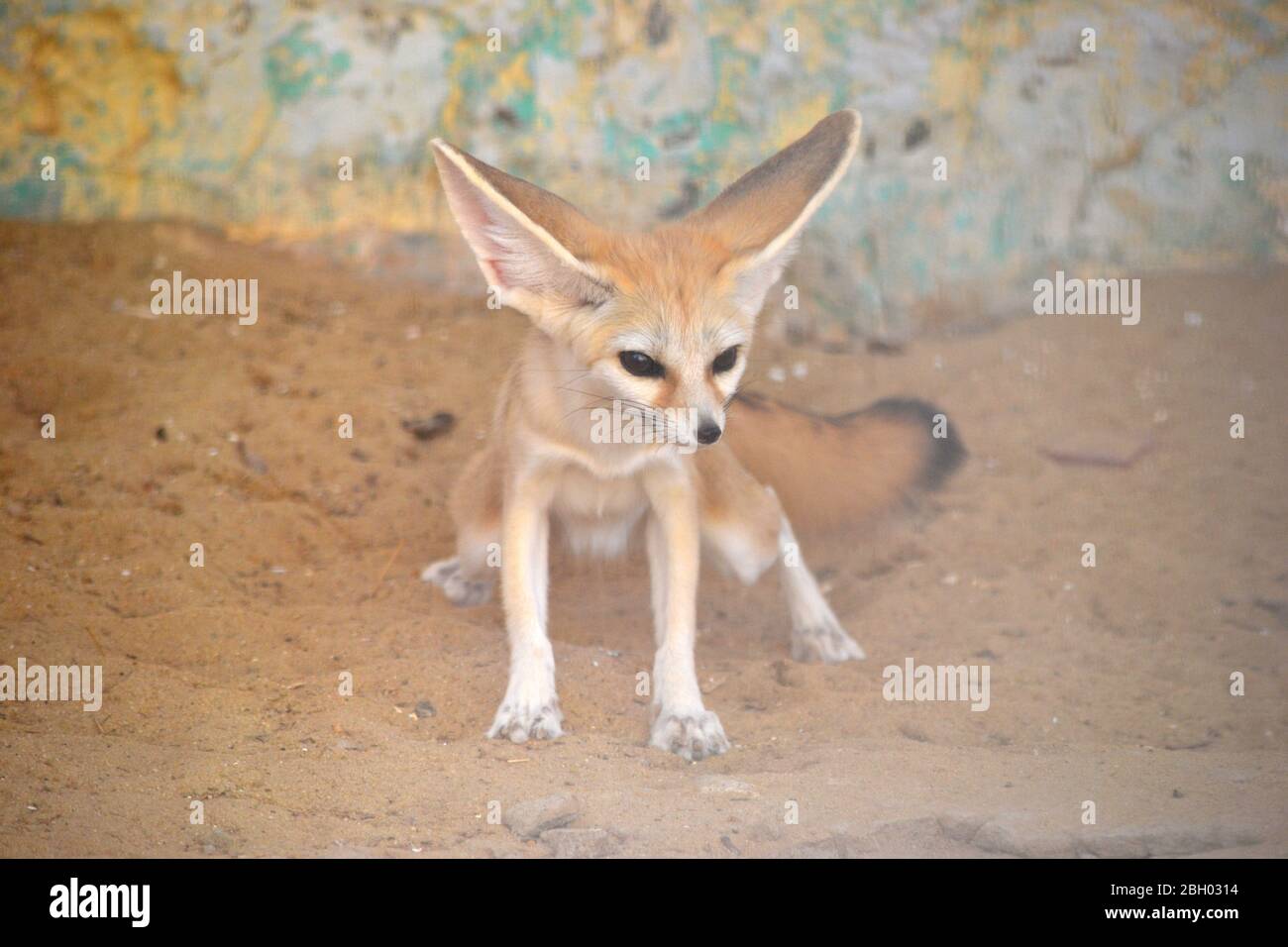 Fenek - fox Stock Photo