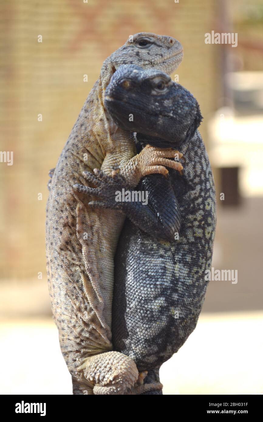 Couple lizards hi-res stock photography and images - Alamy