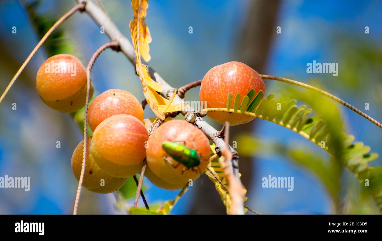 Amla ; Indian Gooseberry; Latin name Emblica officinalis Loca; Herbal Medicinal Fruit ; India rry, Amla, Amlaki Latin name Stock Photo