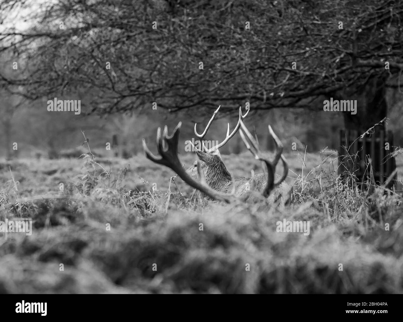 Bushy park autumn wildlife Black and White Stock Photos & Images - Alamy