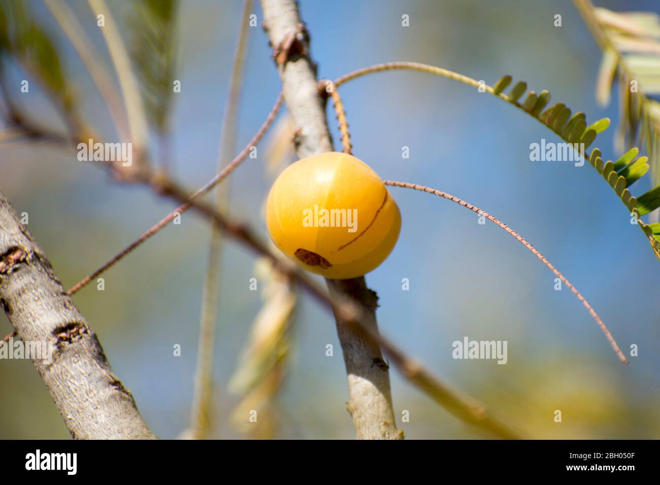 Indian gooseberry, Phyllanthus emblica, also called amla. An essential ingredient of traditional Indian Ayurvedic medicines Stock Photo