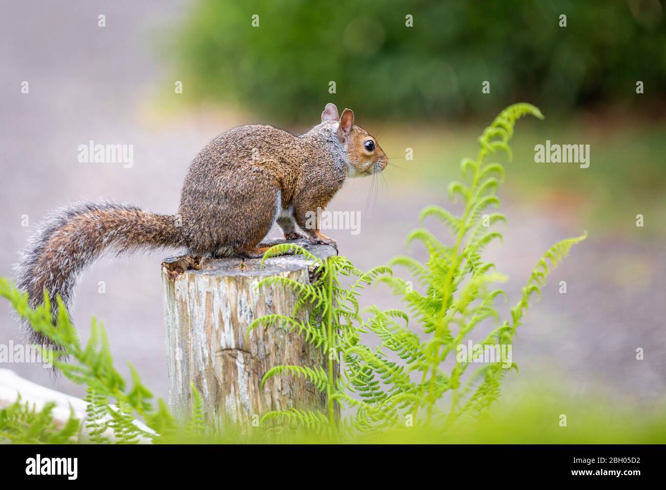 In a garden, a grey squirrel is standing on a pole ready to jump; in the foreground and in the background there are out of focus green bushes Stock Photo
