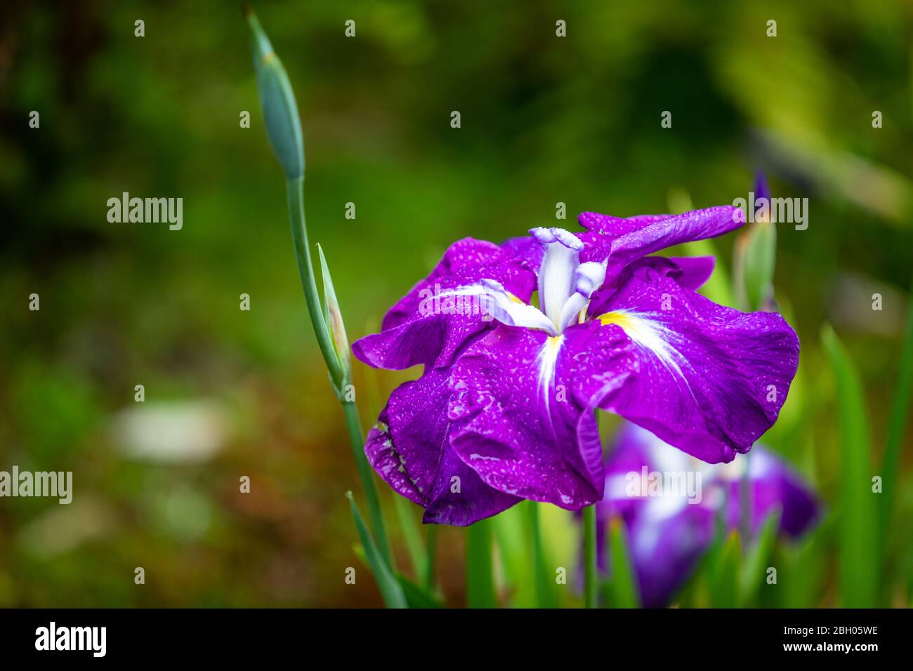 Close up of a purple Iris flower, against a green bokeh background Stock Photo